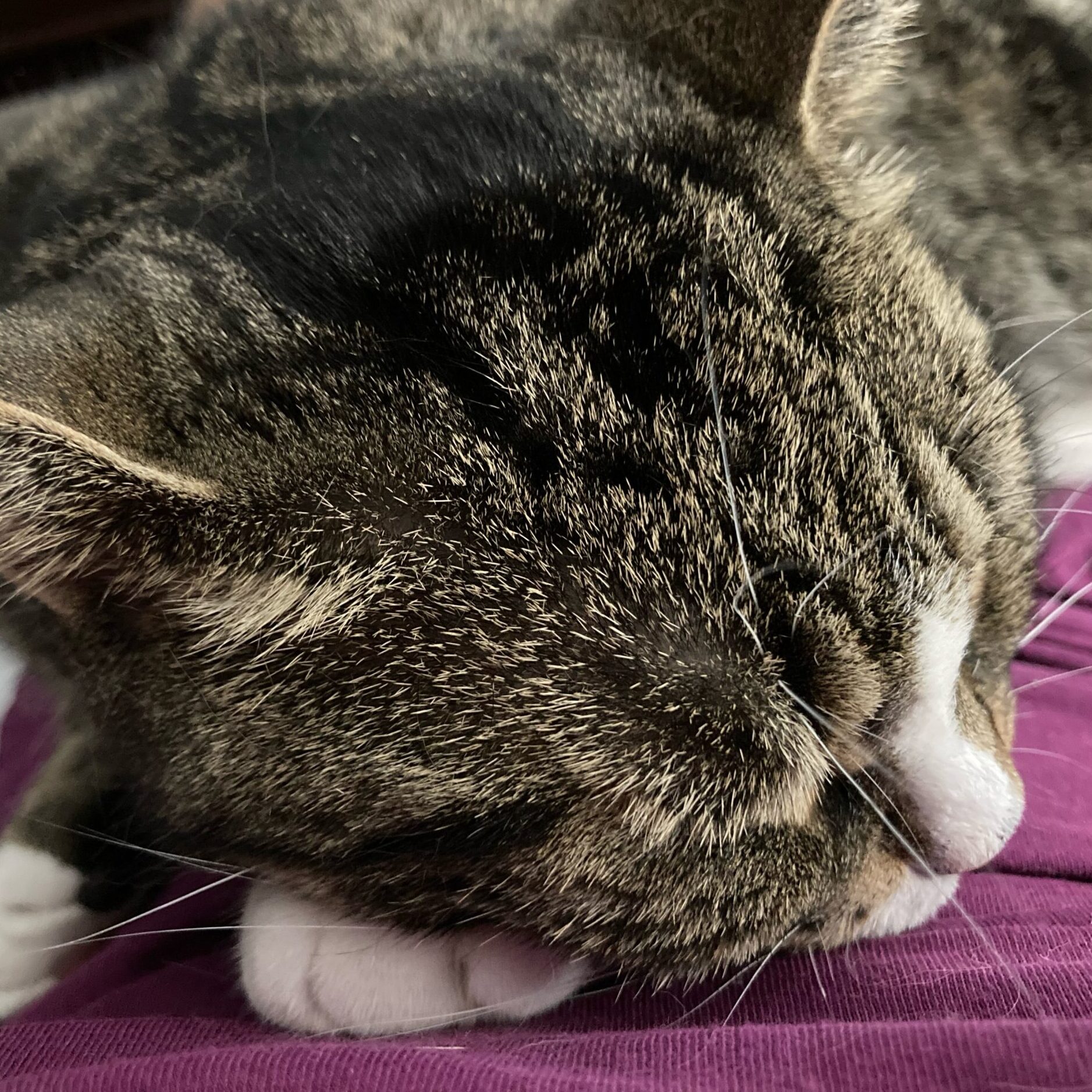 A tabby cat sleeps on a purple shirt. Her paws are tucked under her head. She might just be the cutest cat ever.