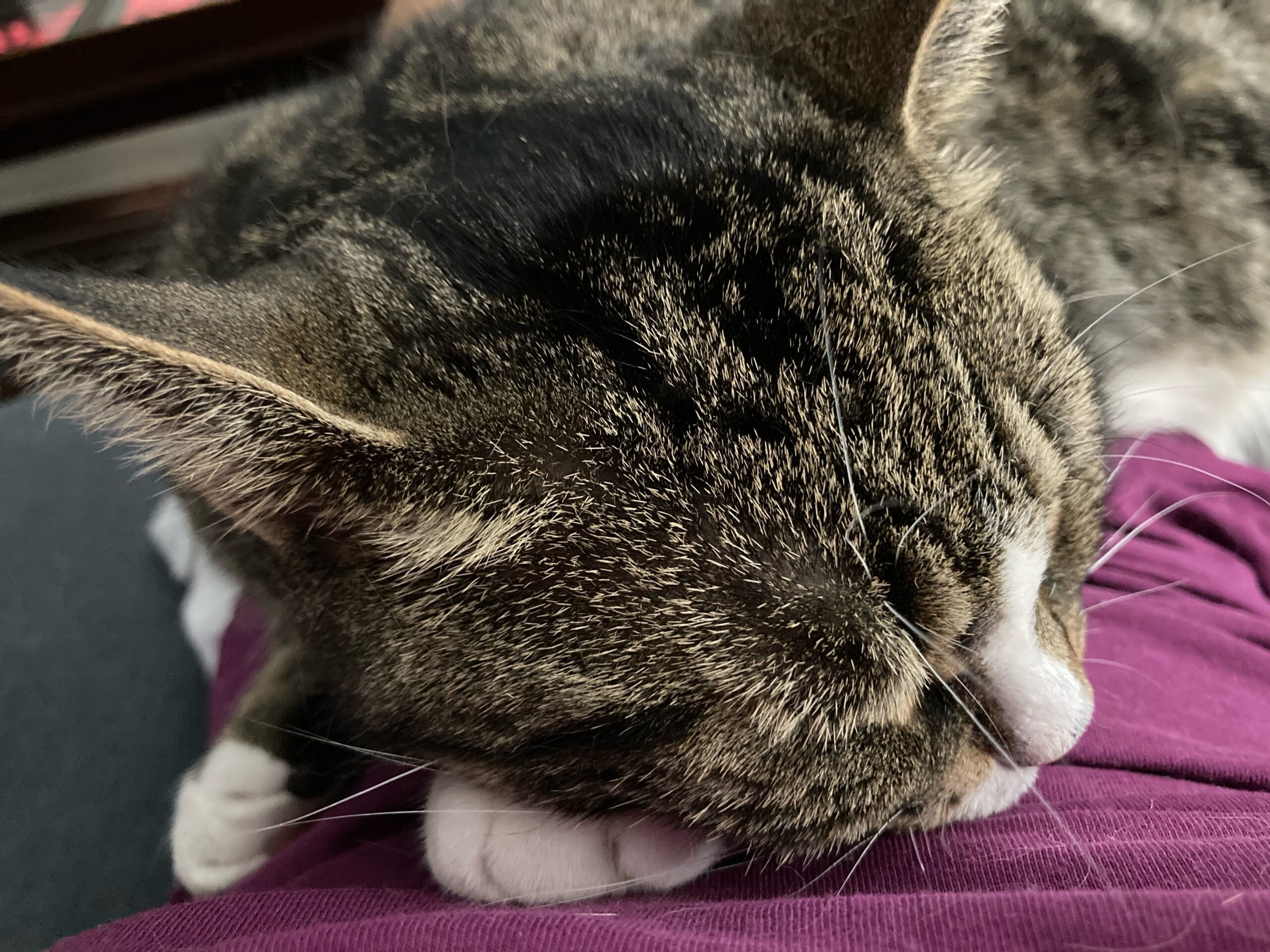 A tabby cat sleeps on a purple shirt. Her paws are tucked under her head. She might just be the cutest cat ever.